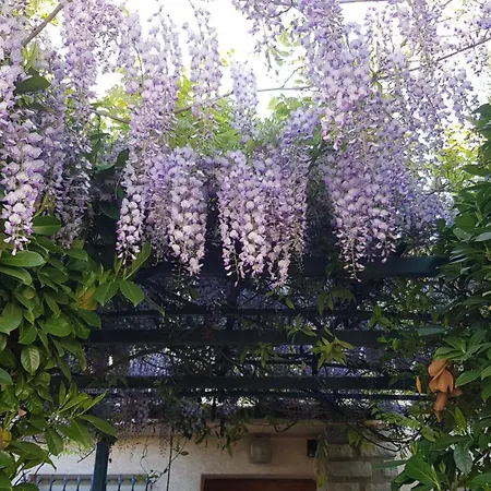 Tatil Evi New Glycines Independante 2 Jardin Clos Bien Situe Carcassonne